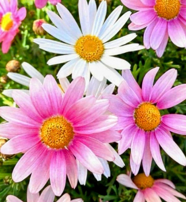 💙💙なおなお💙💙 (@dHO7aGyR4D2z5hH) / Posts / X