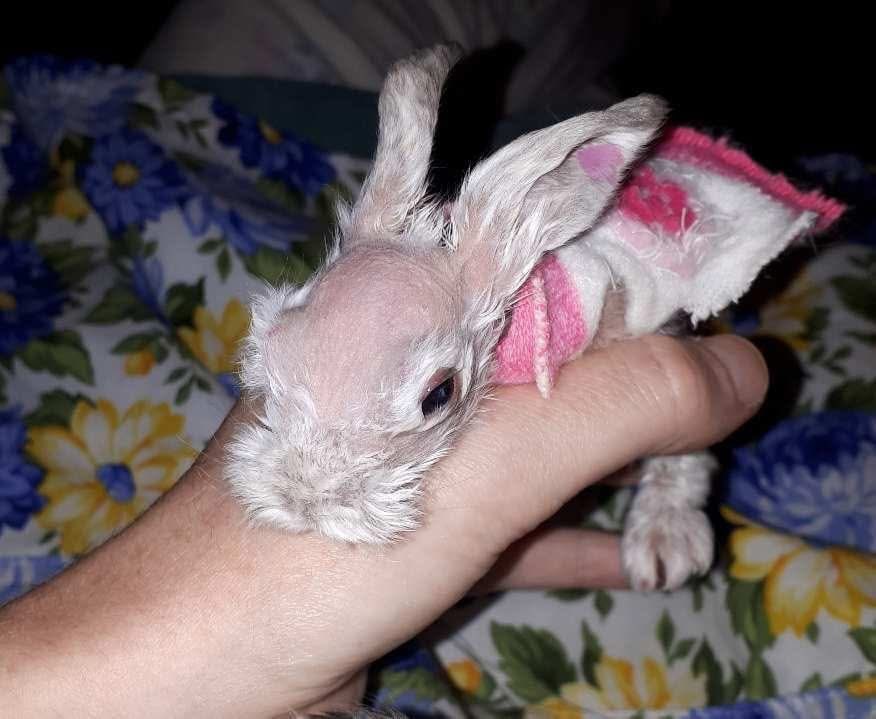 We seem to have a baby Mr Bigglesworth &amp; Friends. ❤
S/he is the smallest of 8 orphans we've taken on here in Vancouver BC🇨🇦. They're all colour-coded &amp; this 1 is 'Pink'. 🥰 Such a sweet baby! We're really hoping these bunlets make it. 
Their story ➡️tinyurl.com/RabbitatsOrpha…