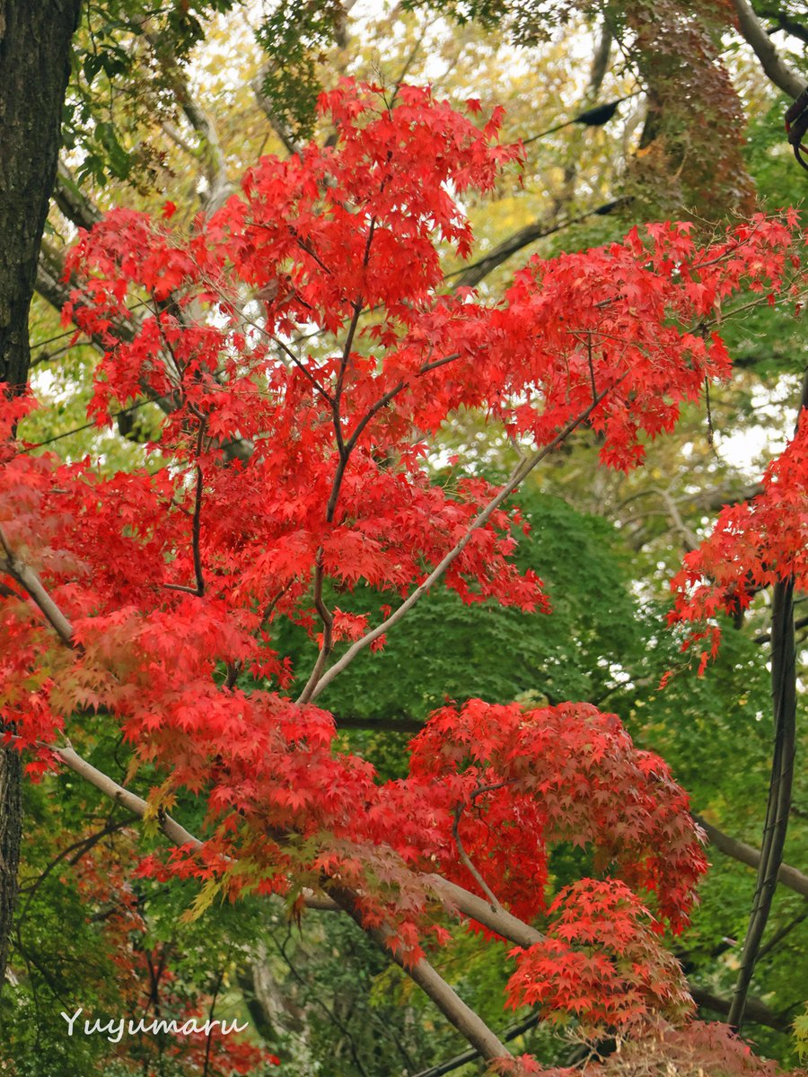 ぅゆまる様確認ページ 🍇 ゆゆまる ♋️ (@yuyumaru_718) / Posts / X
