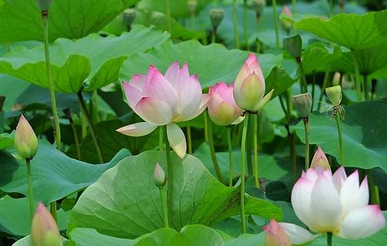 れんこんパパ れんこんパパ様専用 【公式通販】