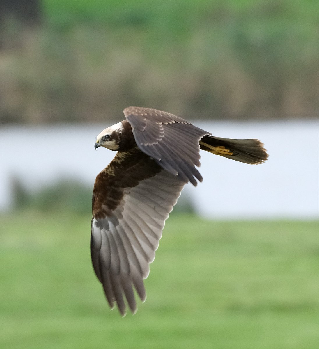 Marsh Harrier from the VDB hide at WWT Slimbridge today.. A great day for raptors <a href="/slimbridge_wild/">Slimbridge Sightings</a> #GlosBirds