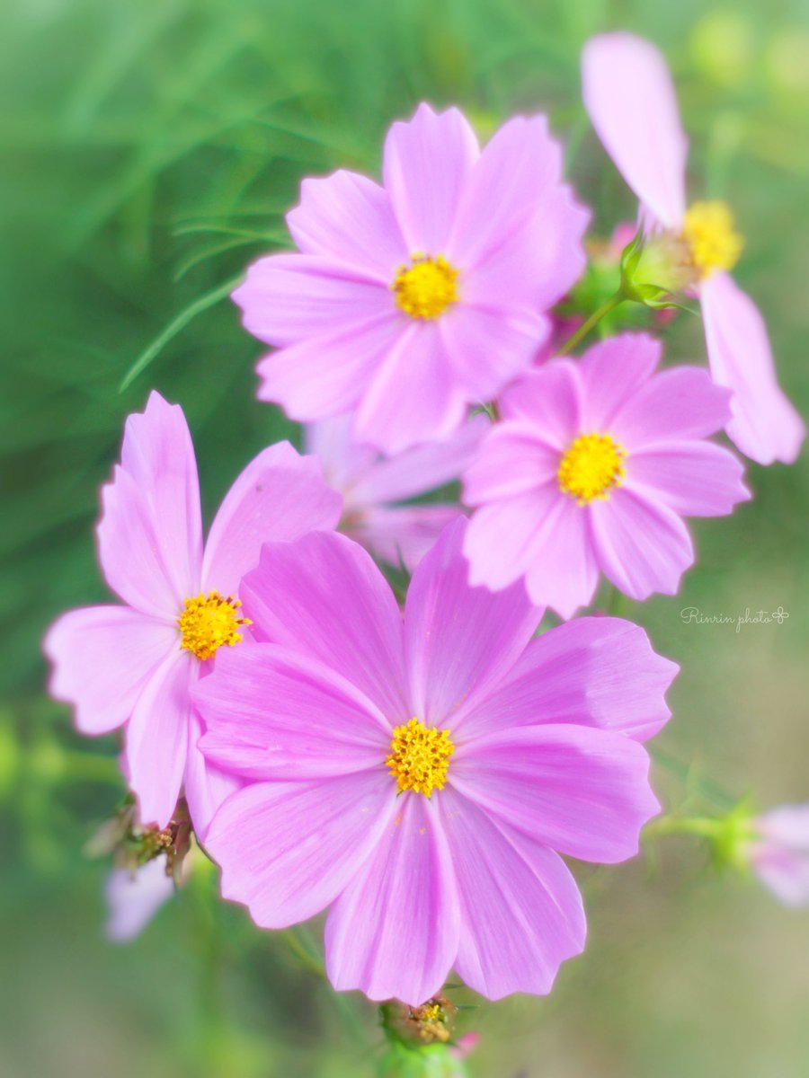 ﾐ・◦・ﾐ❤しまっち (@aB2x544OK863021) / Posts / X