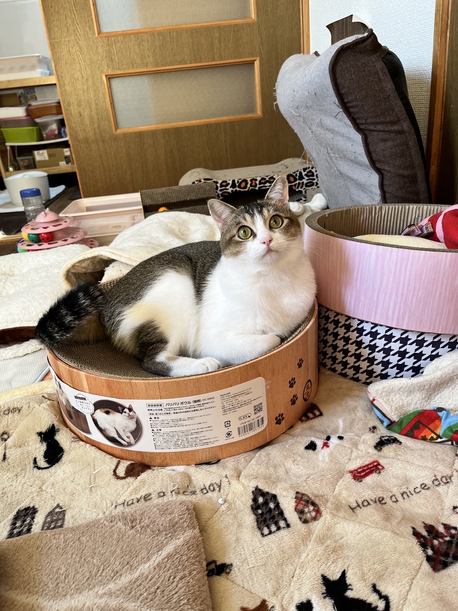 おはよう御座いますニャン😻🐈💖💖今日も、お休み🎌🎌
連休になりました。㊗️㊗️
昼には、新しいエアコンが来ます👍👍