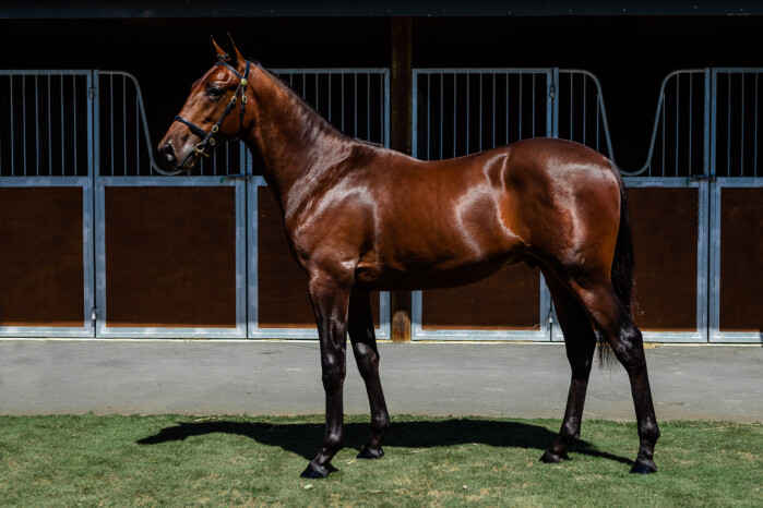 Kiwi-breds dominate in Perth Group Two 🤝

Mister Smartee (NZ) (Always B Miki) led home a New Zealand-bred first four when taking out the Group Two James Brennan Memorial (2536m) at Gloucester Park on Friday night.

In another dominant display at the Perth track, the