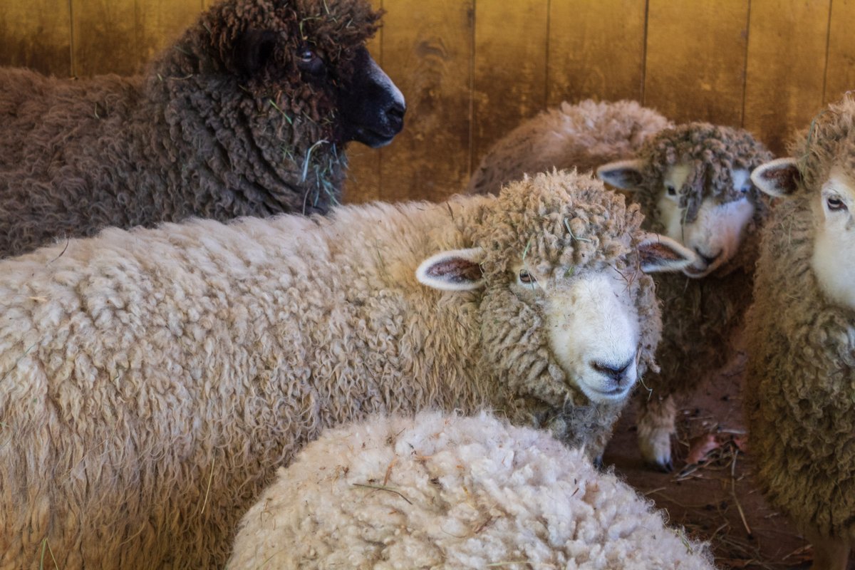 MathWorks's tweet image. Have you met MATLAMB yet? 🐑 

Born in March 2024, MATLAMB resides at the @MassAudubon Drumlin Farm Wildlife Sanctuary in Massachusetts, where she is rumored to be quite an instigator. 

In August, the sheep escaped the barn, and the theory is that MATLAMB led the charge!