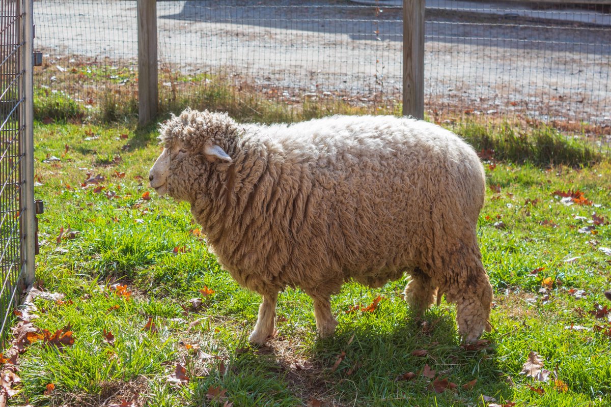 MathWorks's tweet image. Have you met MATLAMB yet? 🐑 

Born in March 2024, MATLAMB resides at the @MassAudubon Drumlin Farm Wildlife Sanctuary in Massachusetts, where she is rumored to be quite an instigator. 

In August, the sheep escaped the barn, and the theory is that MATLAMB led the charge!
