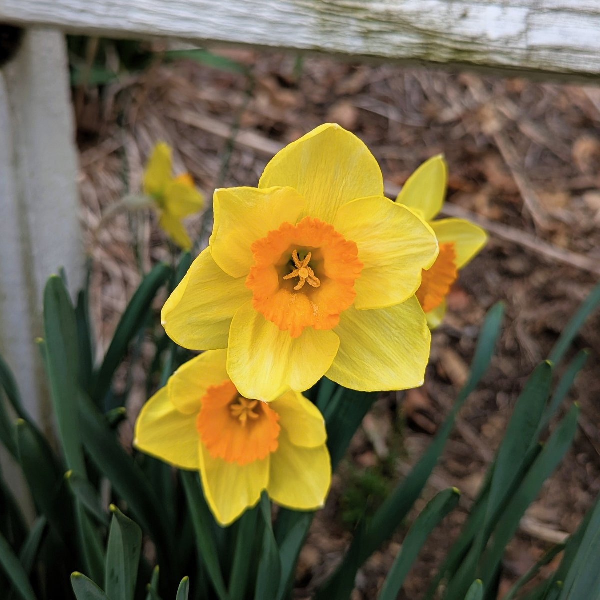 Sofiimagines's tweet image. Here&apos;s a little bit of Daffodil sunshine that was glowing and growing in my parents garden from this past Spring. One of my favorite varieties.

#FlowerPhotography #Spring2025 #Bloomscrolling #SundayYellow