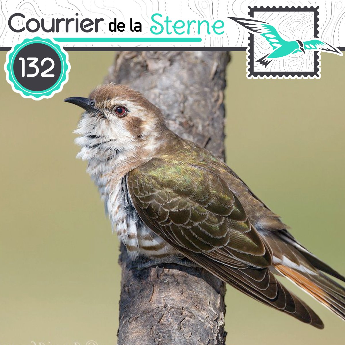 podCDLS's tweet image. Ah que Coucou ! Aujourd'hui, dans le podcast 100% oiseaux, on parle de parasitisme et de Corbeaux chez Walt Disney !!

Bonne écoute à tous et toutes ! 

youtu.be/6zONoxKZqsU

podcastaddict.com/episode/https%…