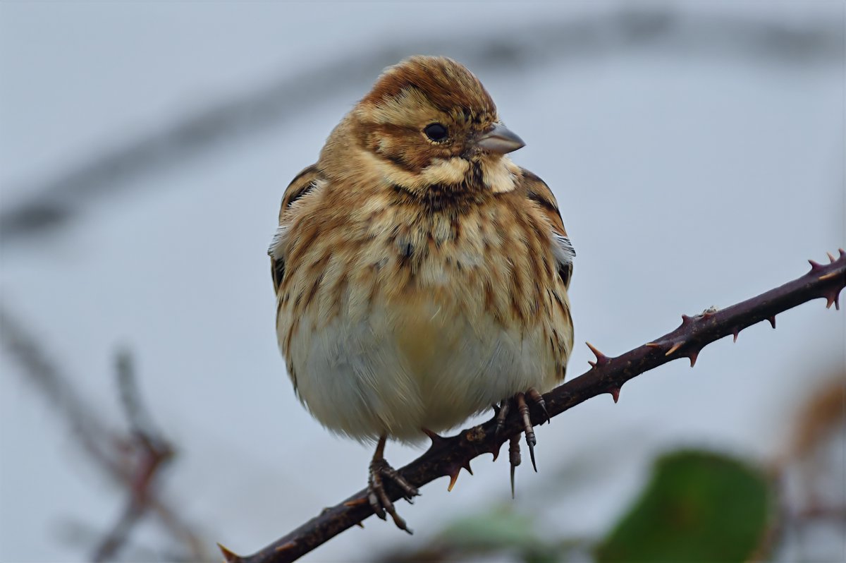 bomberburnside's tweet image. A cracking reed bunting and some of the many turnstones seen this morning.