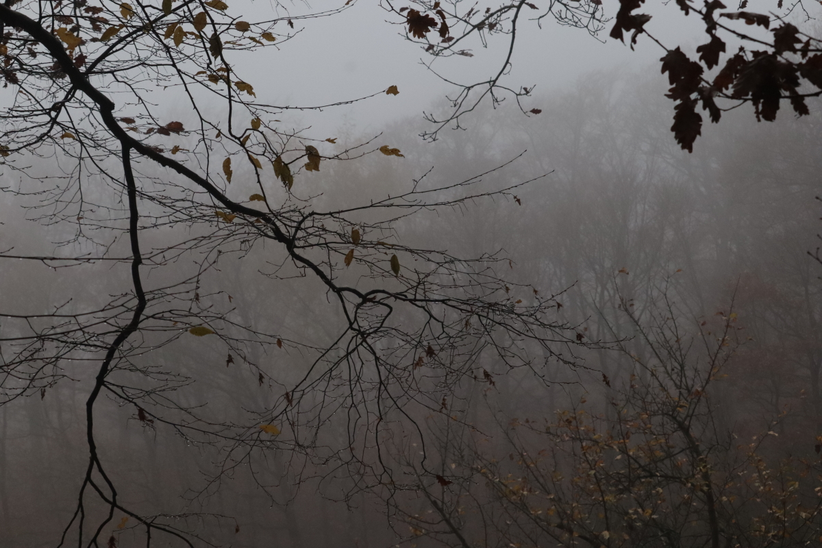 DrCKaiser's tweet image. #photo #Photography #trees #forest #branches #landscape #colour #color #nature #beauty #landscapephotography