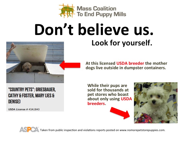 MassEndPupMills's tweet photo. Be a voice for animals today 🐾 - https://t.co/Yfb9W5AwHI https://t.co/bmb74Nch8B