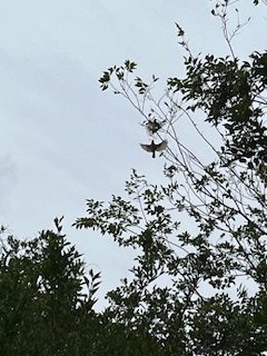stichof9lives's tweet photo. We had 1 opsie from today's big storm the Weaver bird was in the process of building a nest now it's gone I think the storm is to blame #weathercat #weathercatsouthafrica @AlanSla90124663 @AlmaTheCat1 @AngusMcPussPuss @OssieAndLuna @Hedgewatchers #Hedgewatch https://t.co/tNf3vtrR1f