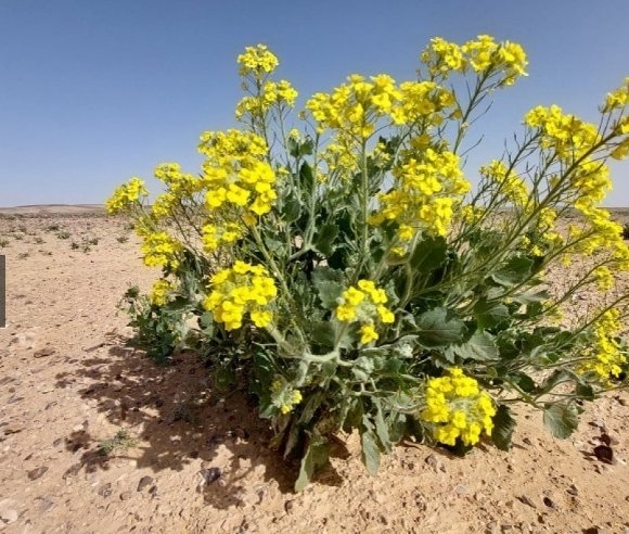 -
تتوفر بذور اليهق الاصفر
٥٠٠ بذرة ب ٨ ريال
الموقع الرياض
يوجد توصيل الي لكل المدن و المحافظات السعودية
للتواصل واتساب 0554842377
-