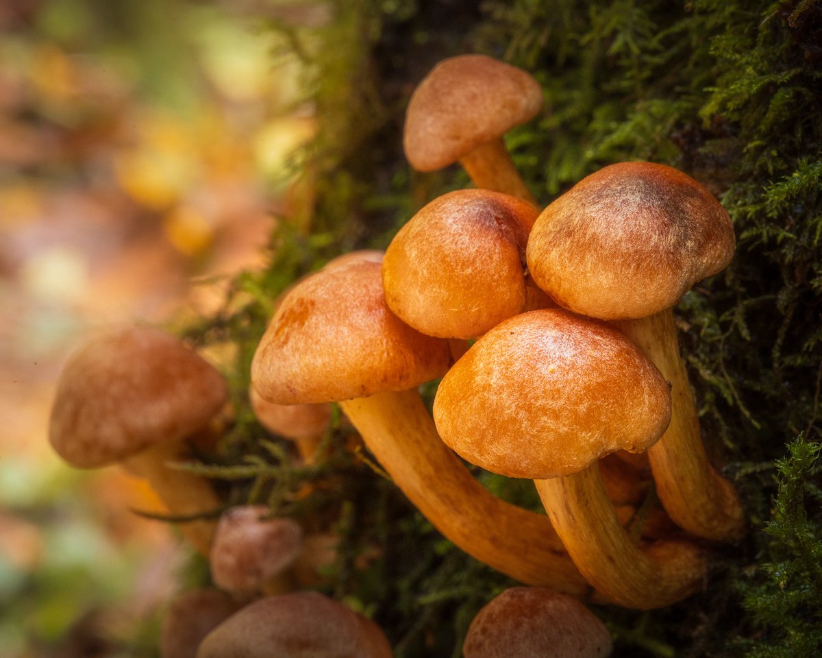 Michael Shainblum tweet media