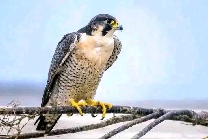 ما أروعَ الإنسانَ حين يعي قدرَ نفسه…
فلا يَخدَعُه ثناءُ الناس، ولا يُؤذيهِ ذمُّهم