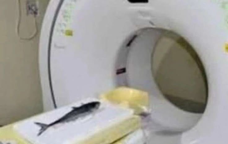 kindfishfriend's tweet image. fish getting a ct scan