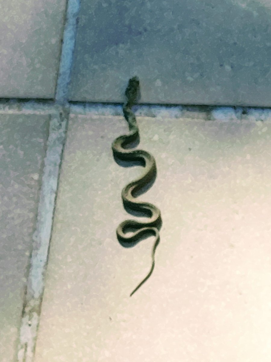 Avui, he tingut visita...
Fauna empordanesa .