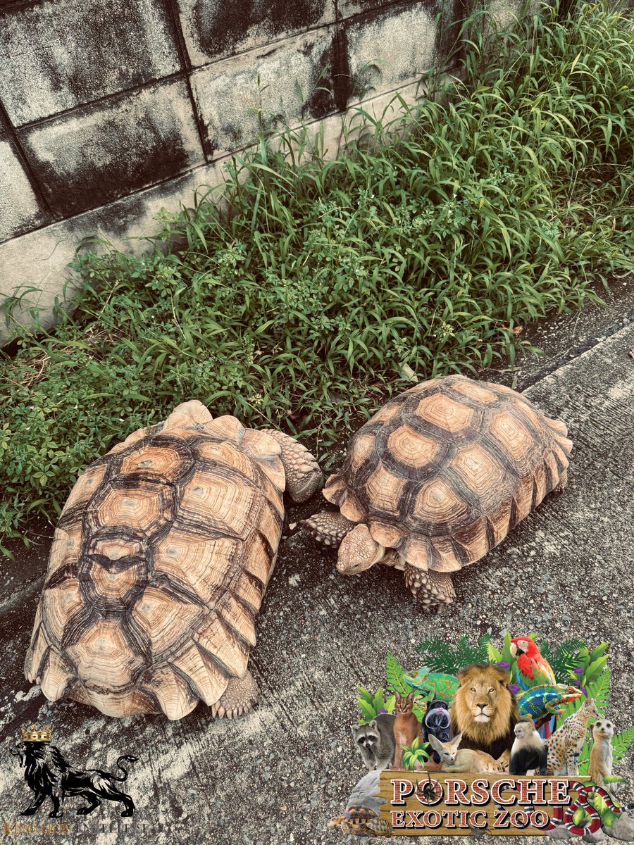 Porsche_shop99's tweet image. 🐢 ไม่มีเวลาดูแลน้องเลย มีใครว่างรับไปดูแทนไหมคะ 🏡 เต่าซูคาต้า 21 นิ้วกับ 19 นิ้ว  ทับกันเรียบร้อยแล้วค่ะลุ้นท้อง ☺️ 

Find a new home for someone 🖤
 who wants to care for a Sulcata tortoise.

#เต่าซูคาต้า
#PorscheExoticzoo
#porscheexoticzooadmin 
#porscheexoticzooofficial