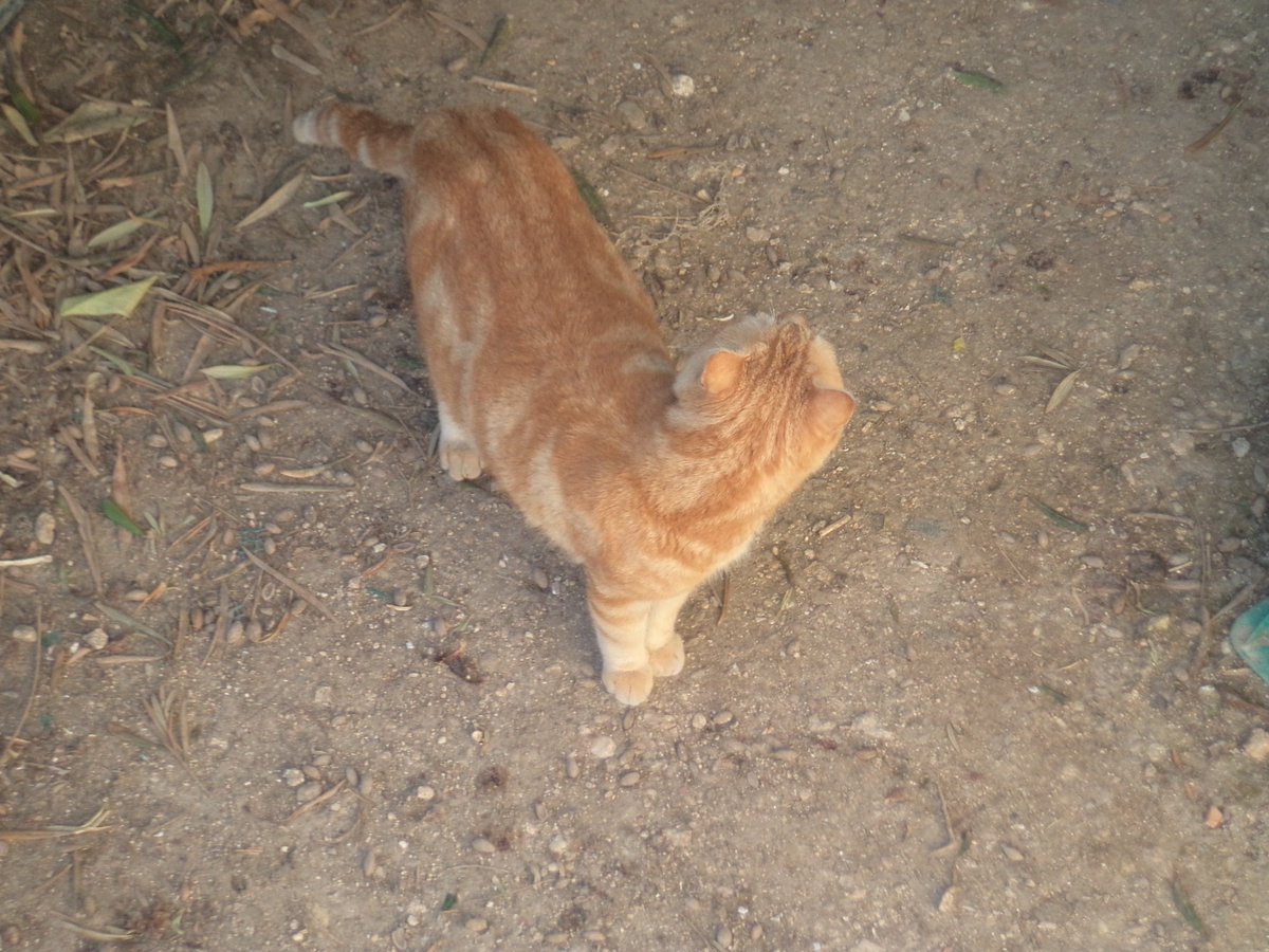 G7 showing off his lovely markings. He was completely feral and taking a photo from the terrace was as close as we could get. 
#TheGozoDailyCat #busycat #VisitingCats #feralcats