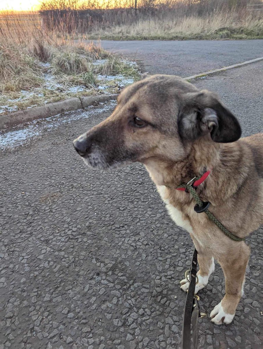 rescuedoggypaws's tweet image. AZOR is a super friendly boy with women but can be very unsure of men they aren’t sure of his past but guessing a man has hurt him
He can walk with other dogs but he would prefer to live as an only dog
imminghamdogshome.org/form/
#Lincolnshire #Retford #mablethorpe #Flamborough #hull