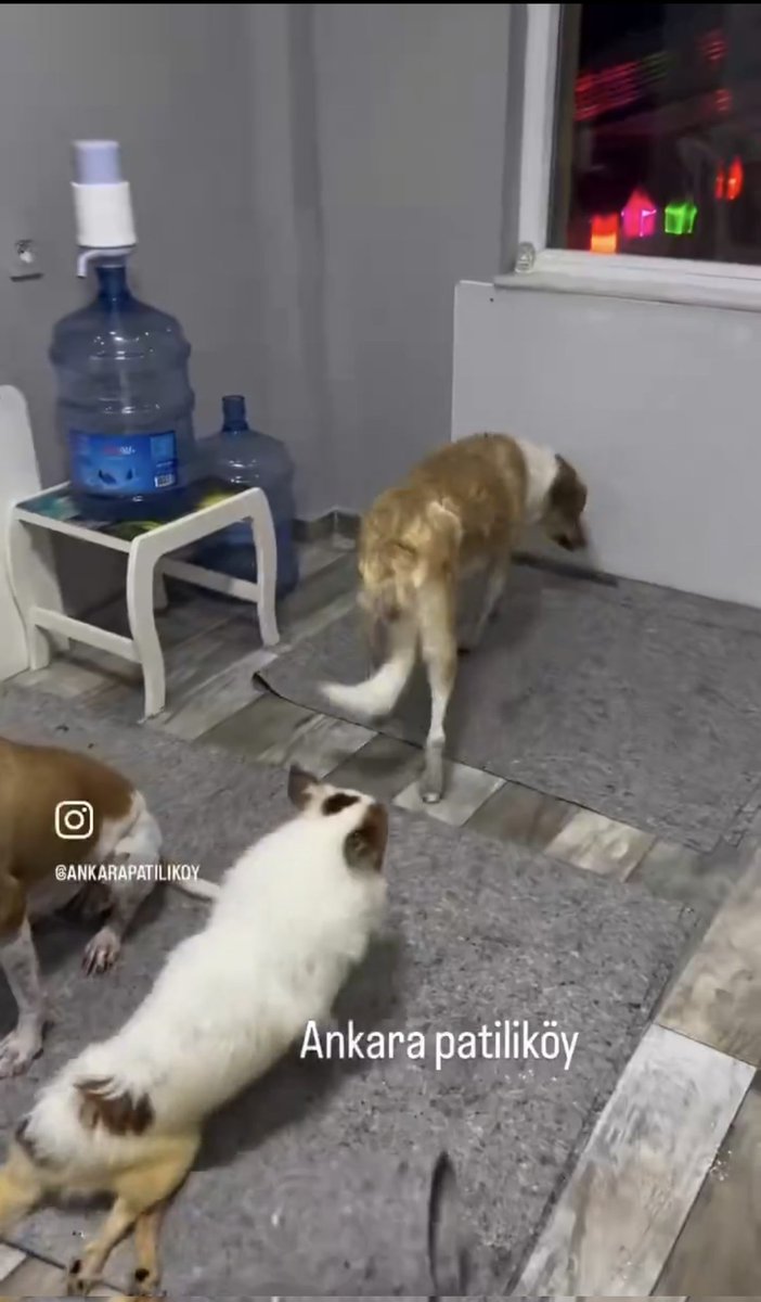 Sürekli evimizdeki köpekler diye paylaştığı yer , camın ordaki ışıklar patiliköye ait, orayı kesmeyi unutmuş dolandırıcı.
