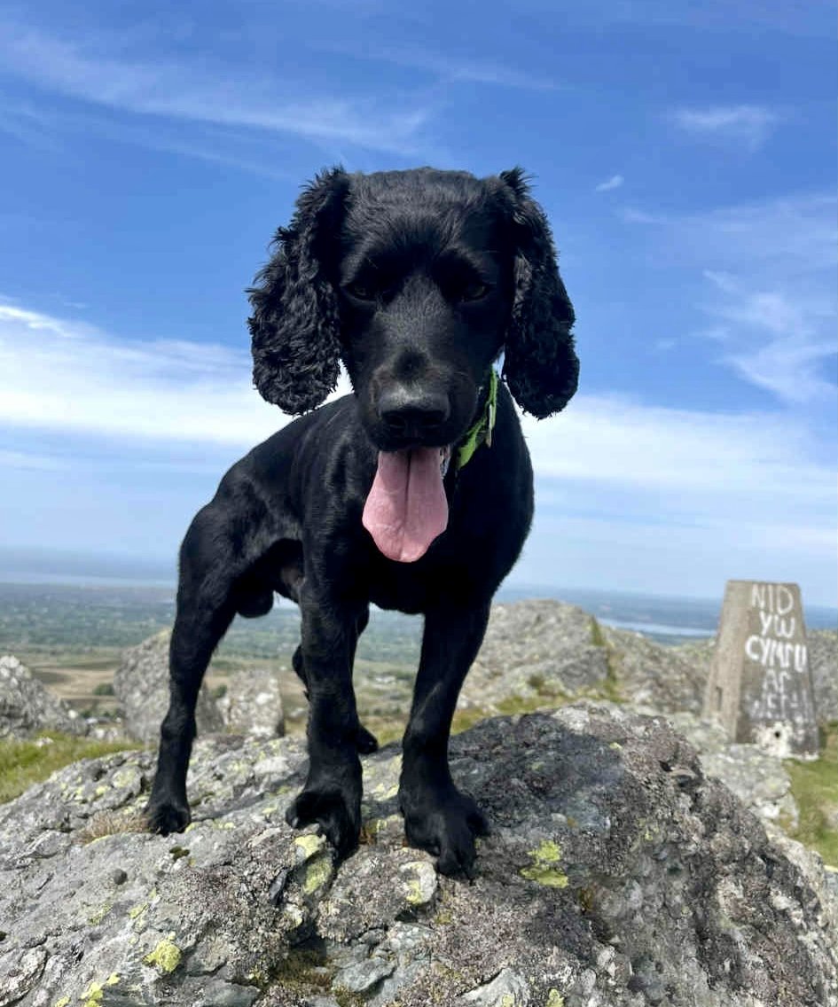 MissingPetsGB's tweet photo. WOODY STILL #MISSING 

Last seen 28 September 2025 and was last seen outside the Parc vet care, Park menai #Bangor #Gwynedd #Wales #LL57
Adult black chipped cocker spaniel. #stolendoghour https://t.co/gkQ5WH69wb