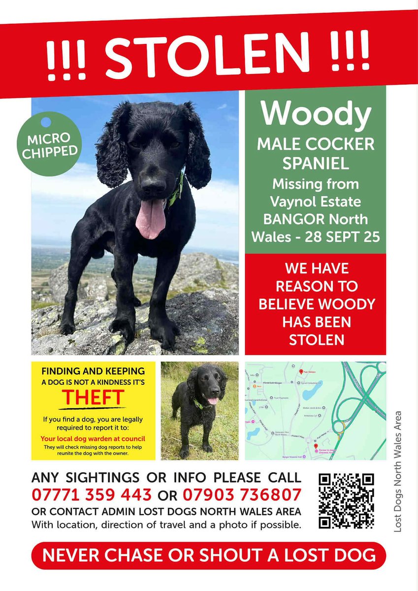 MissingPetsGB's tweet photo. WOODY STILL #MISSING 

Last seen 28 September 2025 and was last seen outside the Parc vet care, Park menai #Bangor #Gwynedd #Wales #LL57
Adult black chipped cocker spaniel. #stolendoghour https://t.co/gkQ5WH69wb