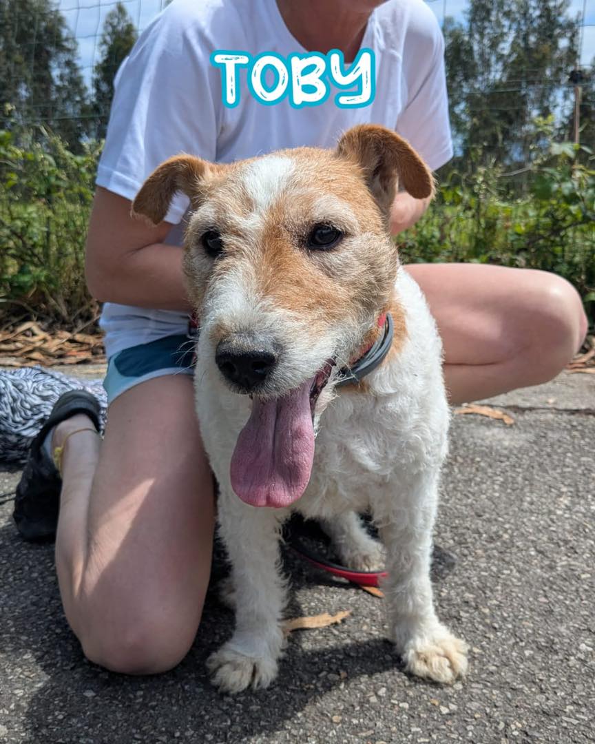 SosAbuelos1's tweet image. #Asturias
#TOBY tiene 10 años. Su situación es triste, ya que su humano falleció y en este caso, la familia, hizo lo humanamente posible para que Toby se quedara con ellos, pero en la familia hay más perretes y por desgracia... este abuelo, no tolera ni a los gatos ni a otros