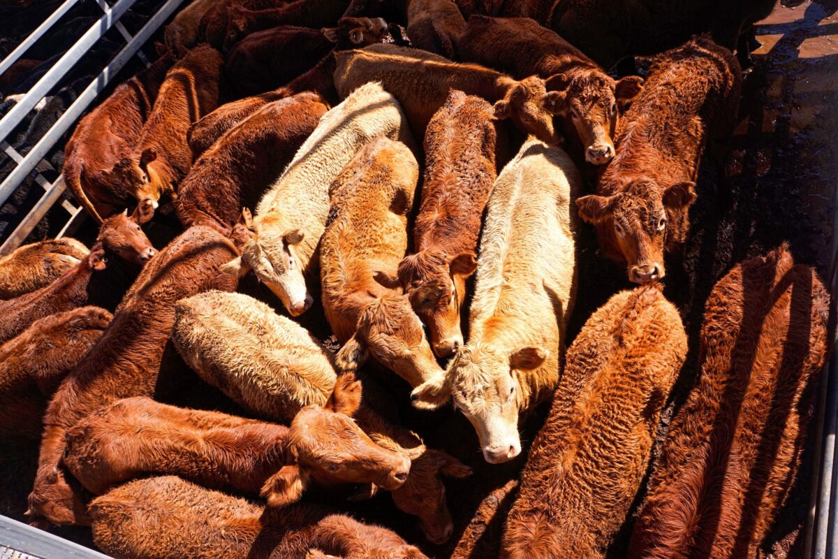 DATCP Modifies Livestock Regulation Fee Increases midwestfarmreport.com/2025/11/16/dat…