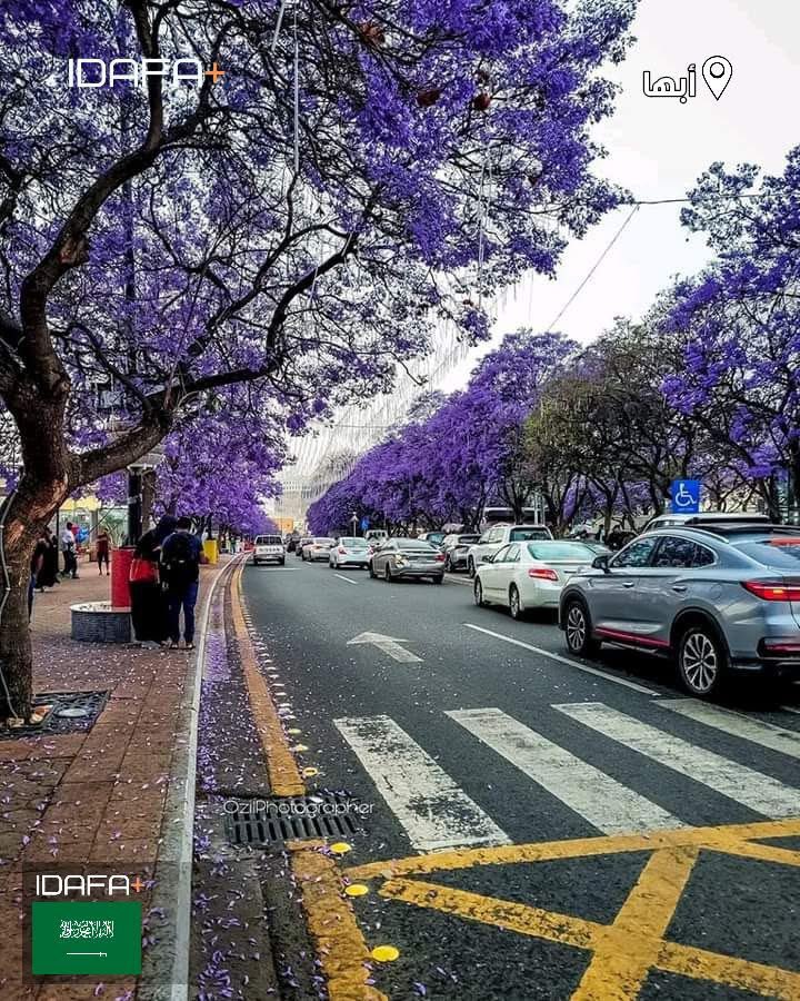 قليلاً من جمال الوجهة القادمة ✈️
 أبها 🇸🇦