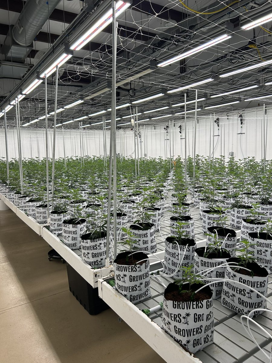 smoketopyield's tweet photo. New room booming

Full of @FiyaFarmer 
&amp; @Rawdirect_ https://t.co/cv0U3xboDC
