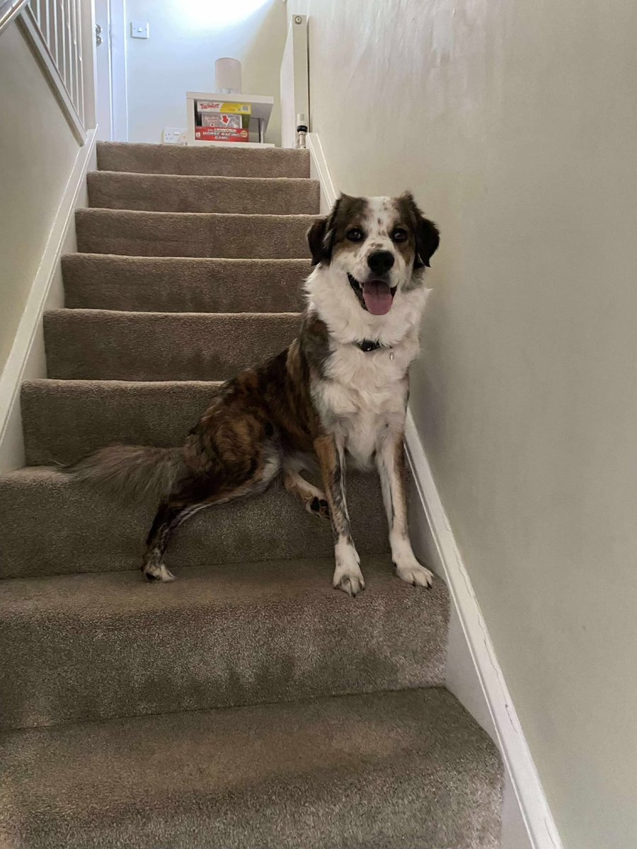 rescuedoggypaws's tweet image. Leia is in the #Scotland  #glasgowcity area but can be transported to you.
After 5yrs of living in a home she is having to go into kennels and the Rescue are heartbroken for her as she&apos;s never been in one
angelwatchrescue.com
#Paisley #Lanark #Edinburgh #Berwick #Alnwick