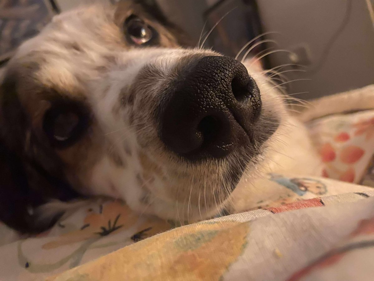 rescuedoggypaws's tweet image. Leia is in the #Scotland  #glasgowcity area but can be transported to you.
After 5yrs of living in a home she is having to go into kennels and the Rescue are heartbroken for her as she&apos;s never been in one
angelwatchrescue.com
#Paisley #Lanark #Edinburgh #Berwick #Alnwick