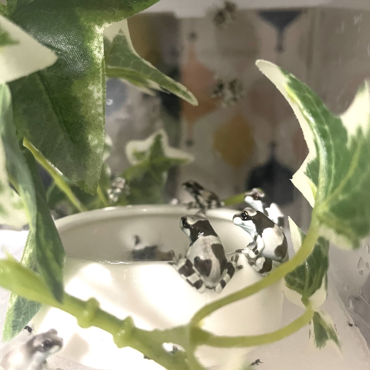 bridge_reptiles's tweet image. ミルキー保育園。

年末の近畿レプまでにいい感じのサイズになったら連れて行ってあげようかしら🤔？

#ミルキーフロッグ
#近畿レプ
#近畿レプタイルズマーケット