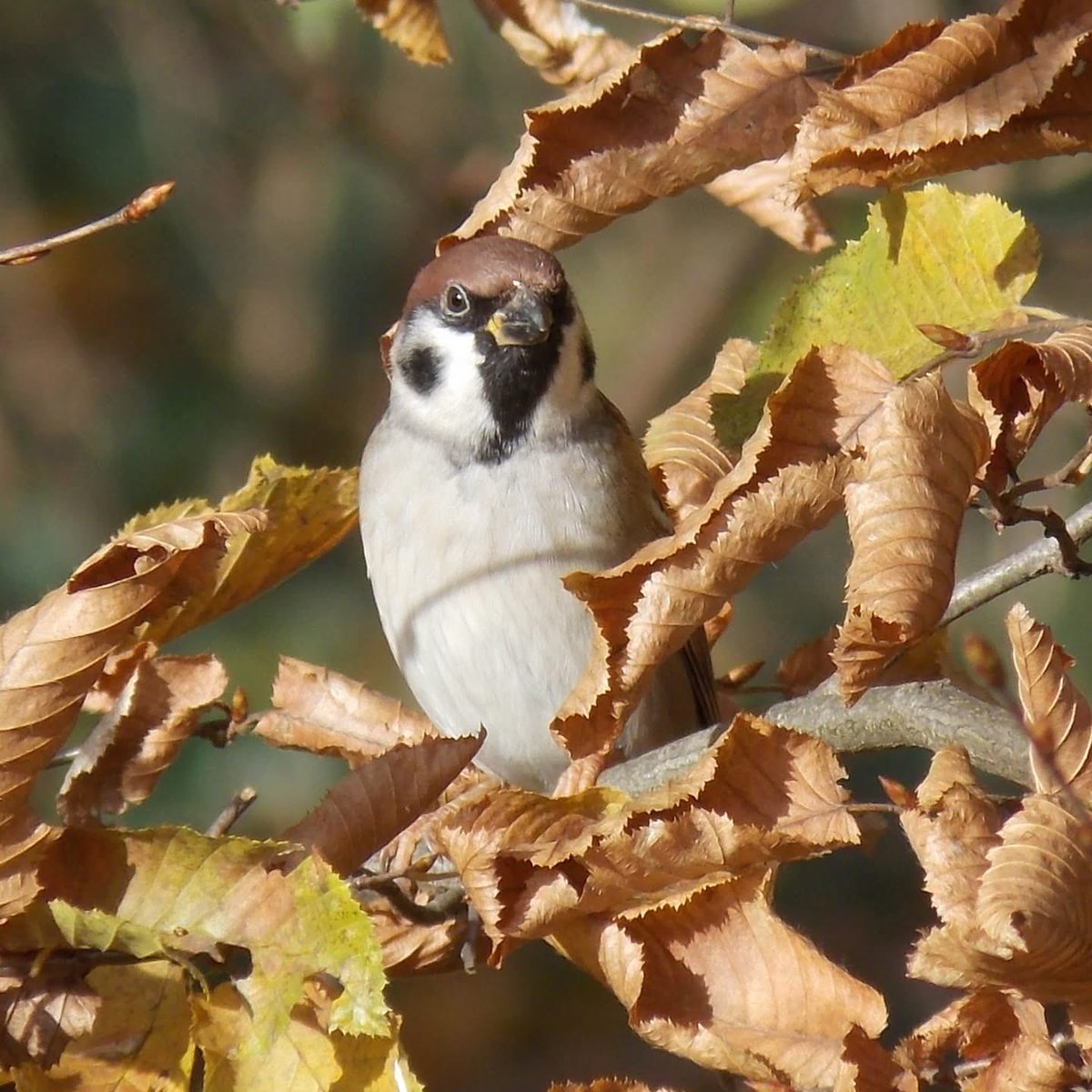Vic354735522203's tweet image. A Sparrow among the leaves #Sparrow #Bird #Forest