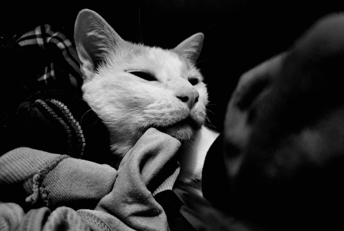 Je photographie les chats de la maison... Celui-ci est bien se faire une place dans le placard.