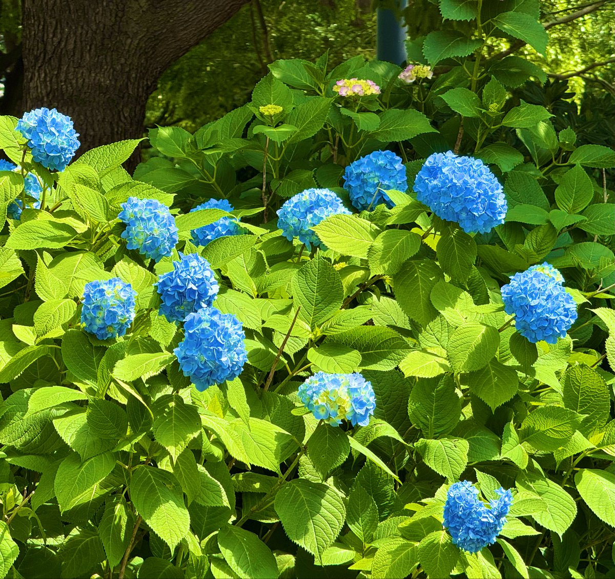 jjmmli's tweet image. Photo Challenge: Blue &amp;amp; Green 💙💚

Blue whispers serenity; green breathes growth and renewal. Together they create the palette harmony.