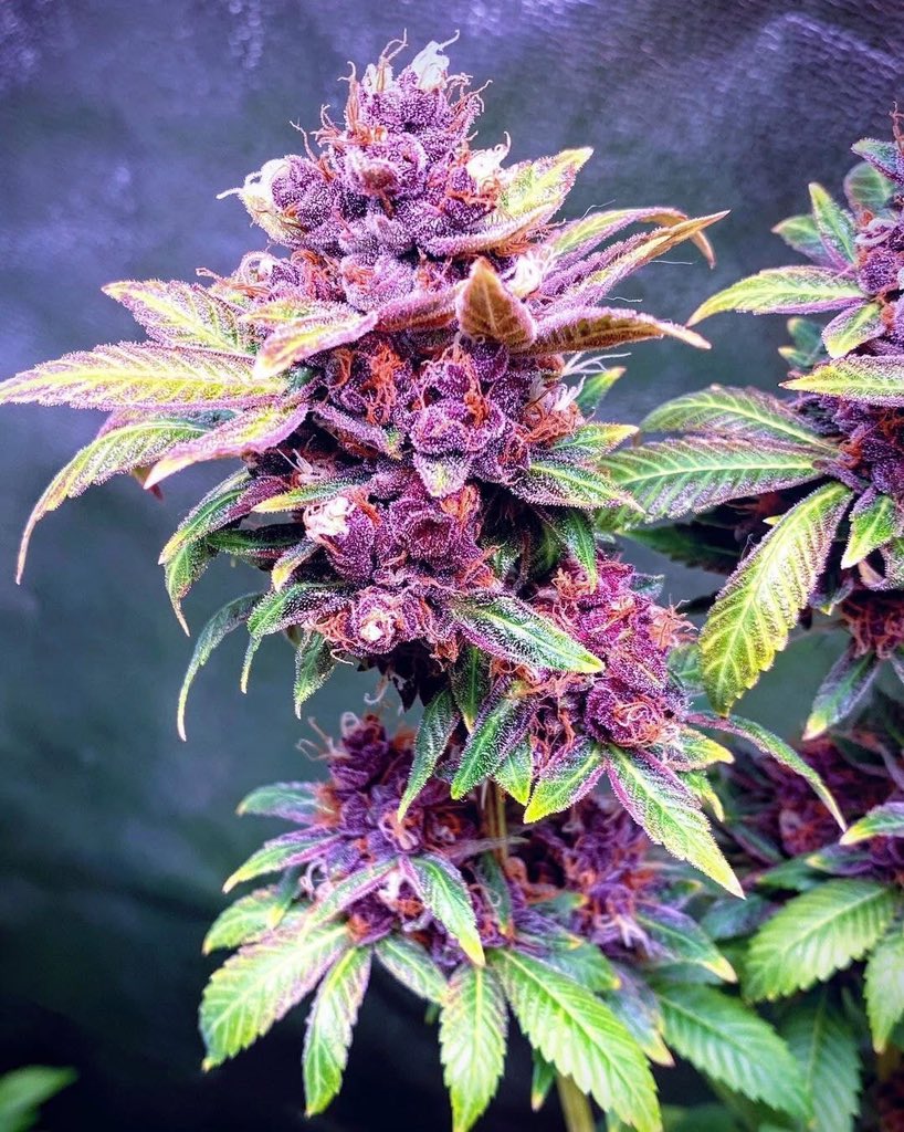 e17752's tweet image. Purple Lemonade