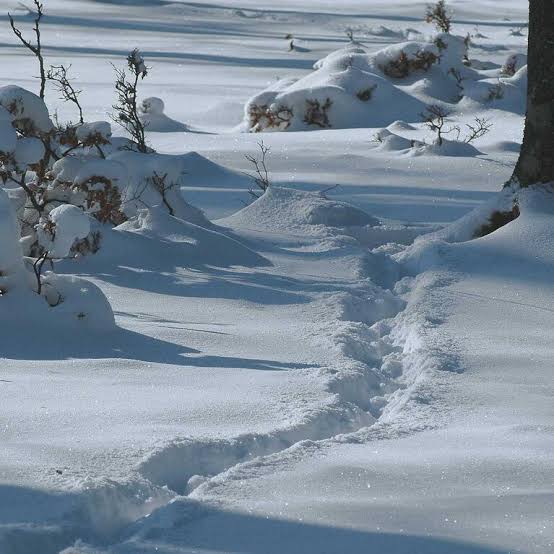 Einen schönen Abend euch

#Gedicht

Frisch gefallener Schnee

In all das Weiß
auf dem Weg
zeichne ich meine
Spuren

Nicht mehr lange
und der Schnee
der unaufhörlich
fällt
deckt sie zu

Doch bis ans
Ende jeder Zeit
wird jeder Schritt
auf meinem Weg
sich zeigen
in den Spuren
