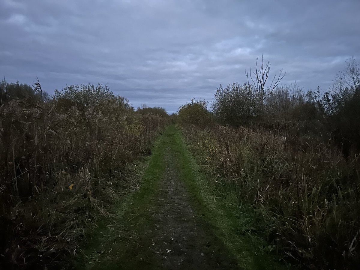 PM patch visit: Thorpe Marsh / Broad, Norwich. 
Highlights:
Grey Wagtail Roost- “at least” 12 ! 
Kingfisher x1
Bearded Tit x1
Stonechats x2 
W. rails very vocal 
C.Buzzrds x4
Kestrel x1
G. finch x13
M. pipit x 7+
Good to bump into <a href="/marsh_mist/">Mark Chipperfield</a> 👍
#Norwichbirds 
<a href="/Norwichbirder/">James Emerson</a>