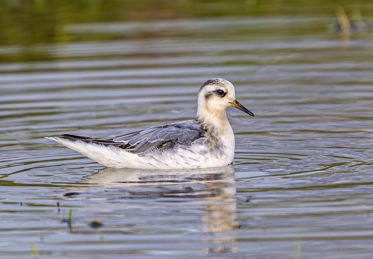 Marcus W tweet media