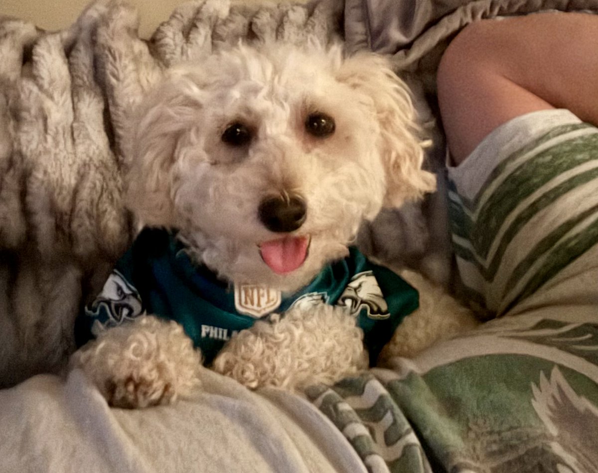JoeBHoman's tweet photo. Say hello to my little friend! Introducing Artie. Already a.k.a. Sir Arthur. Since we lost Sadie in April. My wife figured Mr. Wilson needed another friend. We have gone from 90 pound Sadie to 60 pound Mr. Wilson to 14 pound Artie. Artie says Go Birds! https://t.co/uAxqgDnvc0