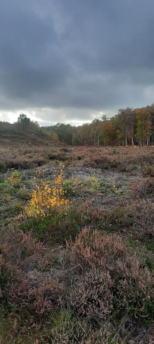 A splash of yellow leaves at Dersingham Bog for #SundayYellow