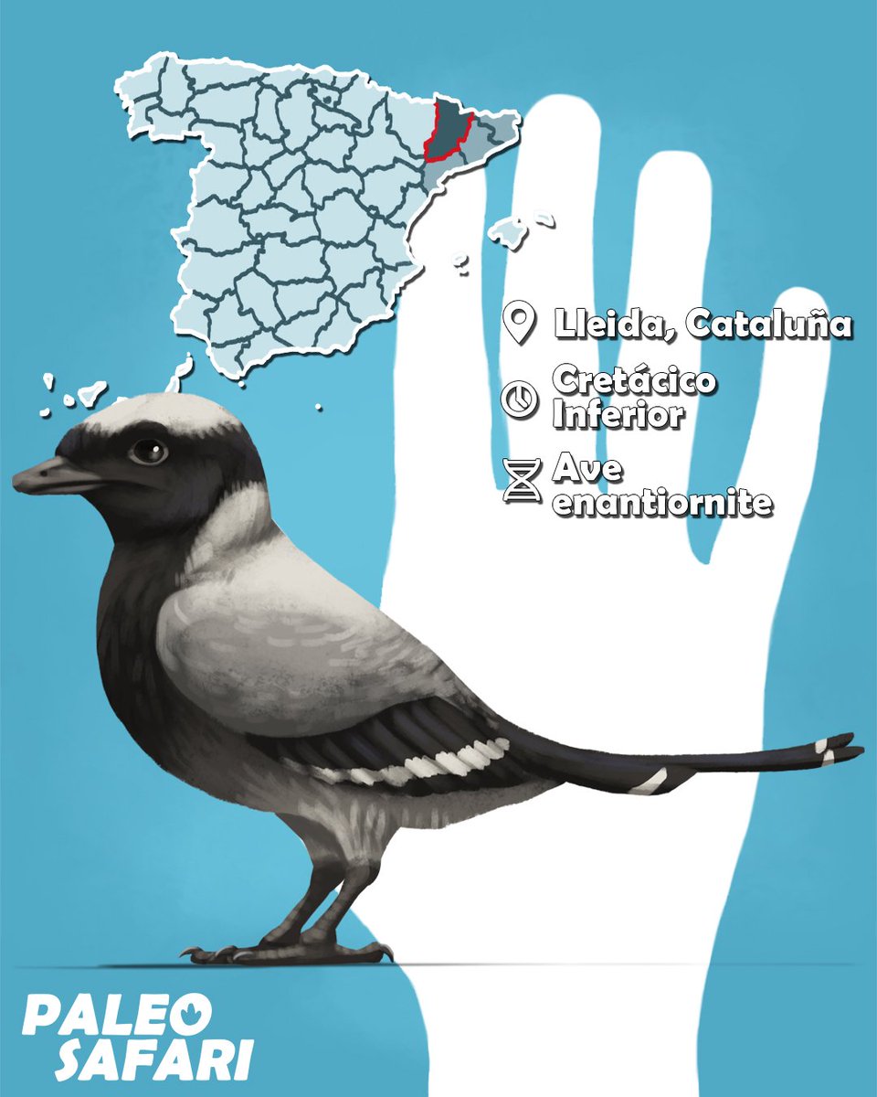 #Dinovember 16: Noguerornis gonzalezi

Los primeros restos de un ave mesozoica española fueron publicados en 1902 a partir de restos de la Noguera (Noguer en catalán), que serían descritos como Noguerornis en 1989.

#lleida #catalunya #españa #ave #paleontologia #ciencia