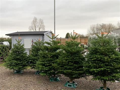 <a href="/BasilTheGreat/">Basil the Great</a> Here's an idea ..... Boycott, don't purchase Tesco's plastic "Evergreen Tree" and support your local market gardeners or local supplier and buy a real tree and keep cash in the local economy..