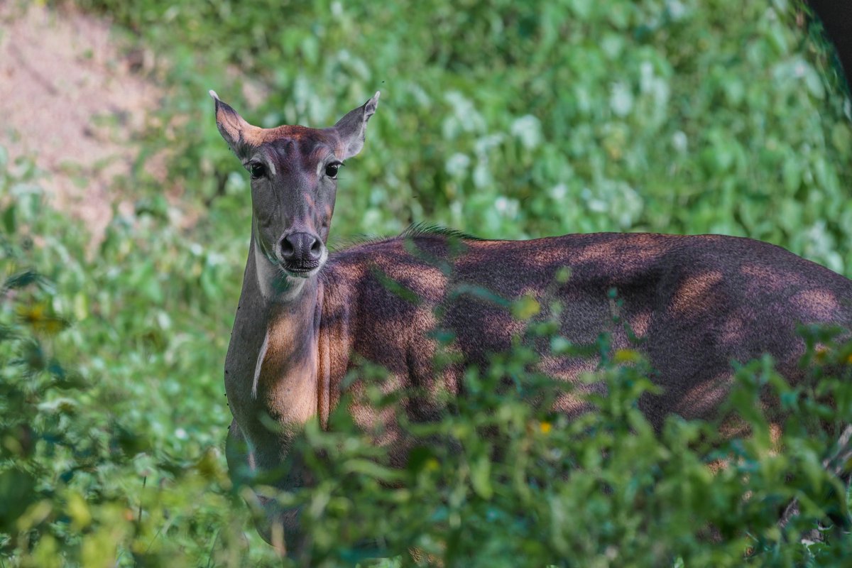 bownaankamal's tweet photo. Indian Wildlife | Photos by @bownaankamal
1) Indian Peafowl | Jhalana
2) Nilgai | Jhalana
.
.
#yourshotphotographer #photographersofindia #incredibleindia #coloursofindia #bowaankamal #travelphotographer #jawswildlife #wildlife #indianwildlife #wildlifephotography https://t.co/IjiLfYbF5A
