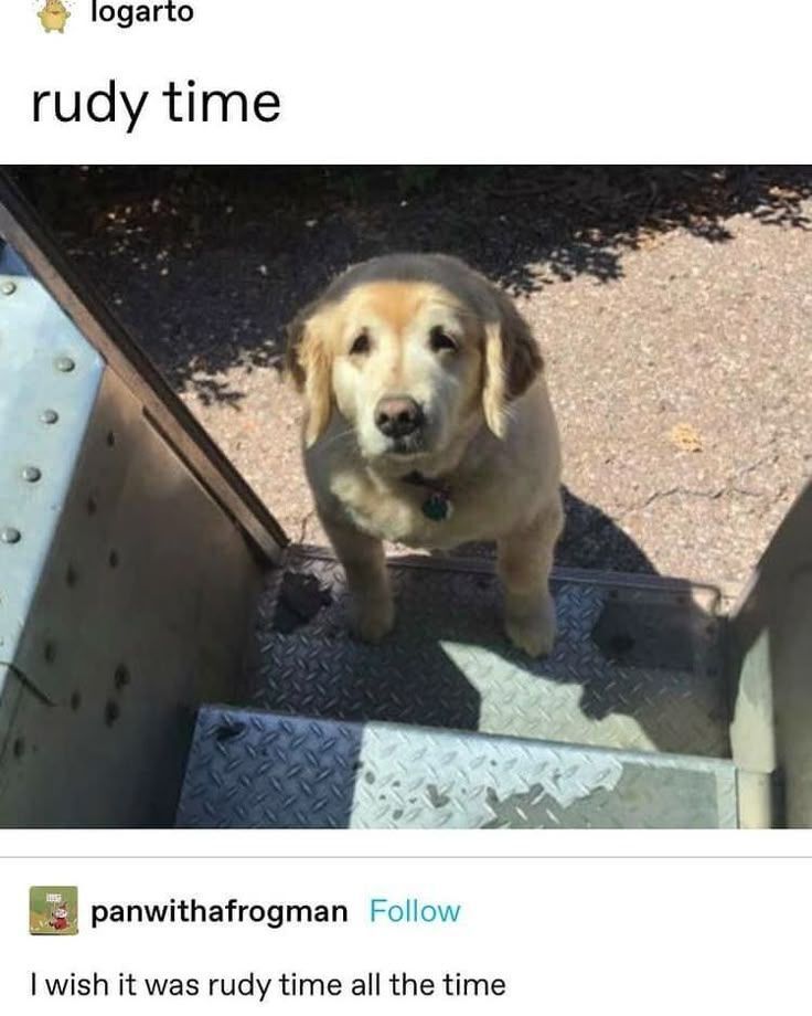 everythingdogss's tweet image. 