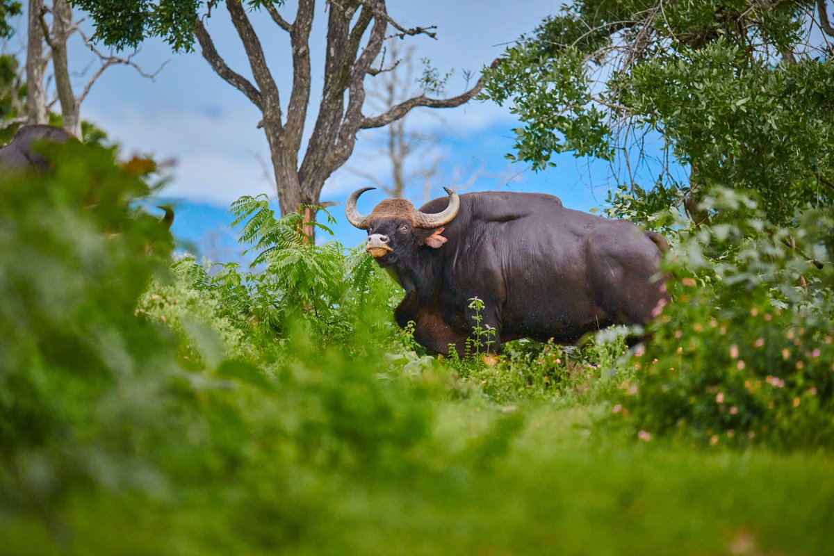 bownaankamal's tweet photo. Indian Wildlife | Photos by @BownaanKamal
1) Bengal monitor | Bandipur
2) Crested Hawk Eagle | Masinagudi
3) Dhole | Nagarahole
4) Gaur | Bandipur
.
.
#yourshotphotographer #photographersofindia #incredibleindia #coloursofindia #bowaankamal #travelphotographer #jawswildlife #wildlife #indianwildlife #wildlifephotography