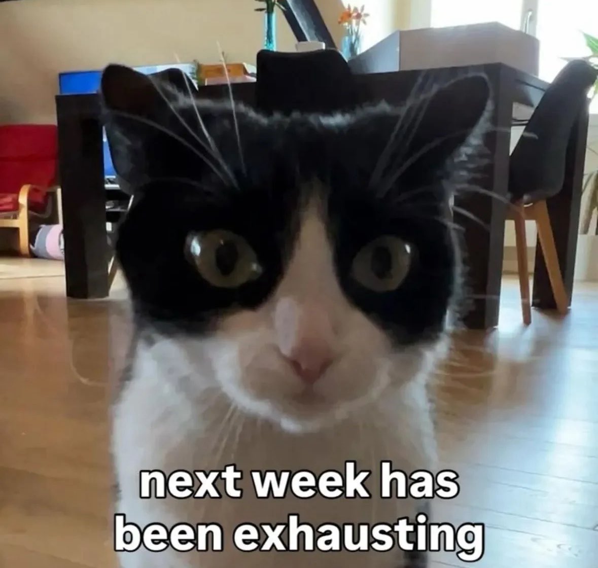 LiterallyMeCats tweet media