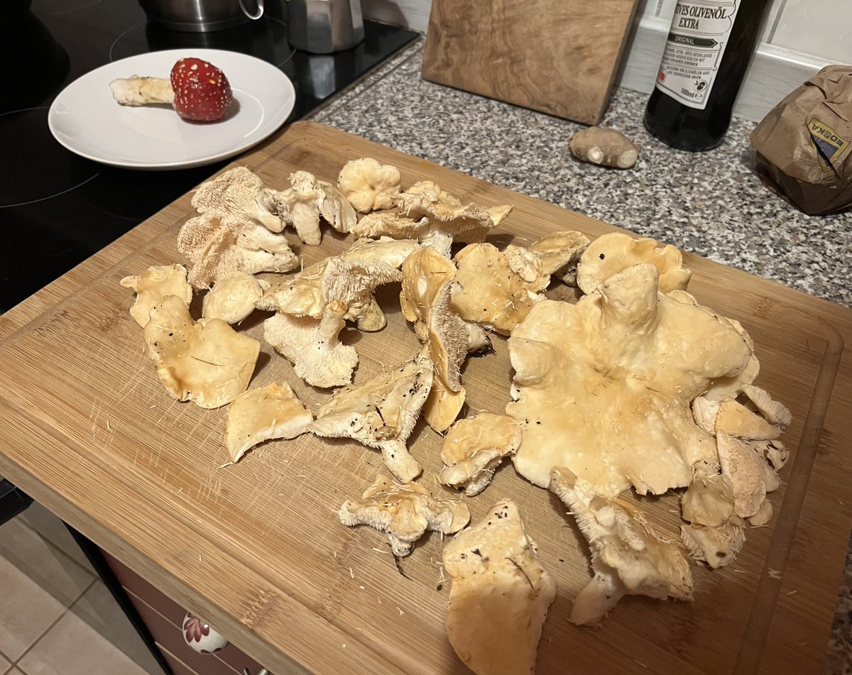 Beautiful day in the Forest today 🍁